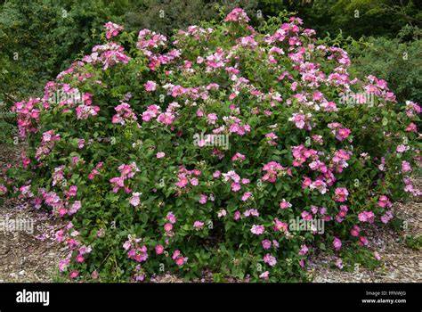 Climbing rose, Rosa Setigera Michx. - raincitystudios.com