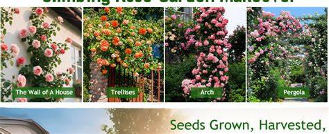 Climbing Rose Planting Guide – RS - raincitystudios.com