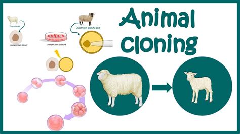 Cloning (Animals) - an overview | ScienceDirect Topics - muktibox.com