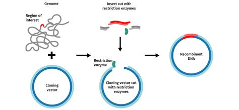 Cloning and Transformation with Plasmid Vectors - CSH Protocols - muktibox.com