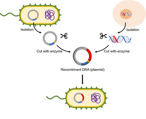 cloning artinya - elchoricharrua.com