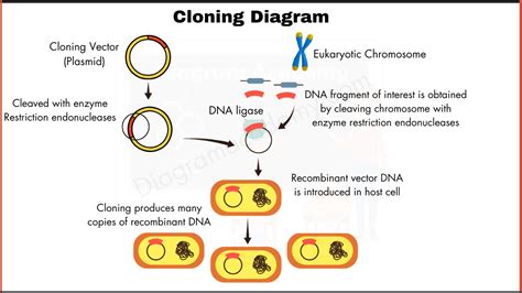 Cloning problem! - Molecular Biology - protocol - muktibox.com