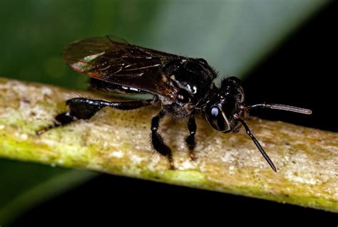 Close-up Shot Native Stingless Bees Entering Stock ... - Shutterstock - raincitystudios.com