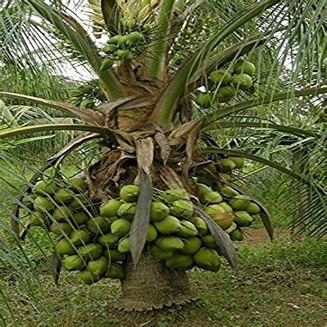Cloud Farm Coconut Fruit Plant Dwarf Variety/Coconut Tree Huge ... - raincitystudios.com