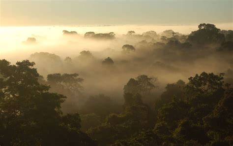 Cloud forest: The Andes’ living sponge - Hobnail … - raincitystudios.com