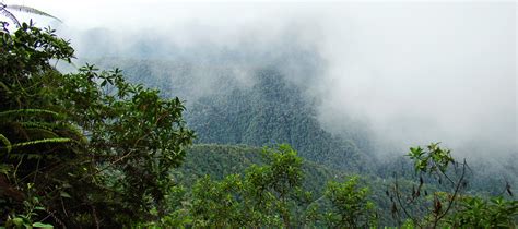 Cloud Forest • Ceiba Foundation - raincitystudios.com