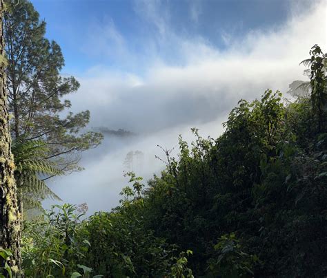 Cloud Forest Information - Learn About Cloud Forests - The Rainforests - raincitystudios.com