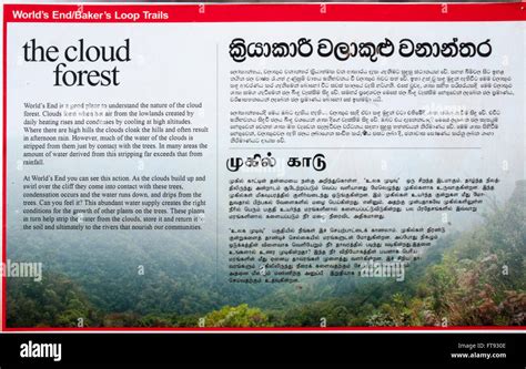 Cloud Forest Sri Lanka - Sri Lanka / Knuckles Mountain … - raincitystudios.com