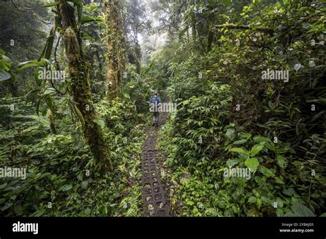 Cloud Forest Trail - raincitystudios.com