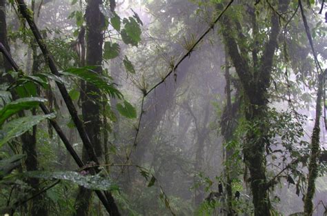 Cloud forests: narrow bands of biodiversity filled with mist, fog and ... - raincitystudios.com