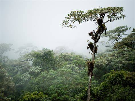 CLOUD FORESTS Definition & Meaning - Merriam-Webster - raincitystudios.com