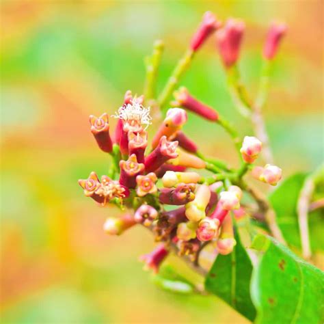 Clove | History, Description, & Uses | Britannica - wintechmobiles.com