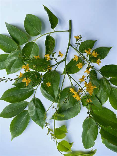 Cluster Analyses of Pterocarpus indicus (Narra) Leaf Shape in Cebu ... - raincitystudios.com