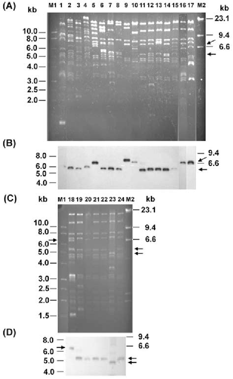 CMY-2 is a plasmid-encoded Ambler course C cephalosporinase …