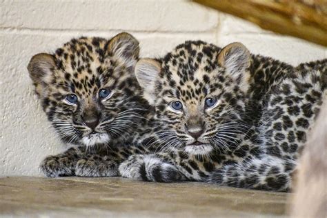 CMZoo announces the gender of Amur leopard cubs