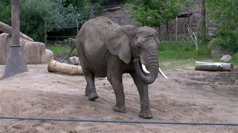 CMZoo responds to lawsuit petitioning them to release its elephants
