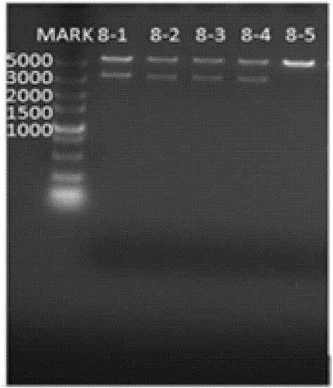 CN107937392A - 用于扩增HIV‑1B亚型病毒env基因的引物及其应 …