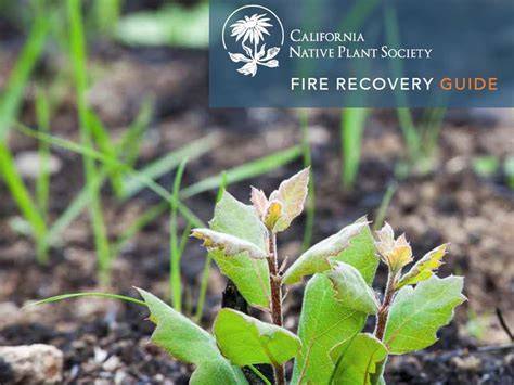 CNPS Fire Recovery Guide - California Native Plant … - raincitystudios.com