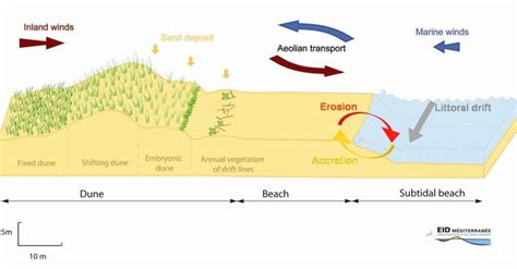 Coastal Sand Dune Systems: Location, Formation, Morphological ... - wintechmobiles.com