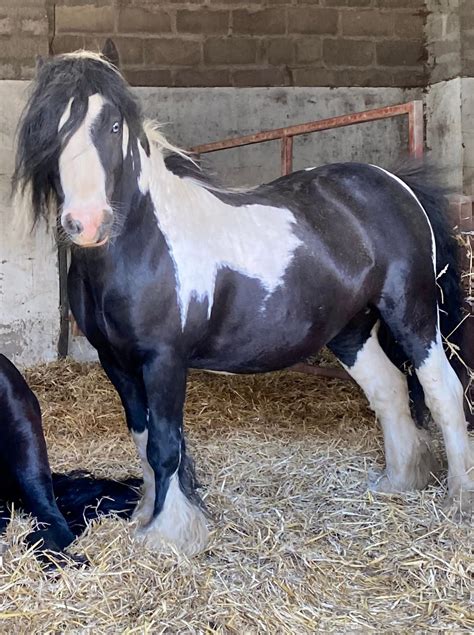 COBS - Comet OBServation database - wintechmobiles.com