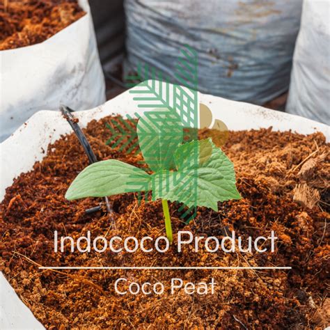 Coco Fibre, Coco Peat, Growing Media | PrimeHort - raincitystudios.com