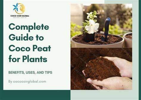 Coco Peat for Plants: Uses and Benefits of Coco Peat - raincitystudios.com