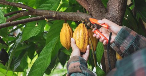 Cocoa: Pruning « Applied Agricultural Resources - raincitystudios.com