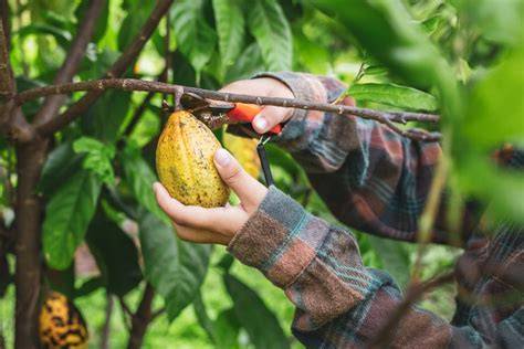 Cocoa farmers cut down trees for short‑term gain, but keeping them is ... - raincitystudios.com