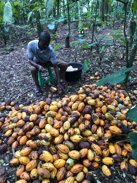 Cocoa Farming Techniques Guide | PDF | Science & Mathematics ... - raincitystudios.com
