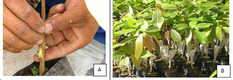 Cocoa propagation, technologies for production of … - raincitystudios.com