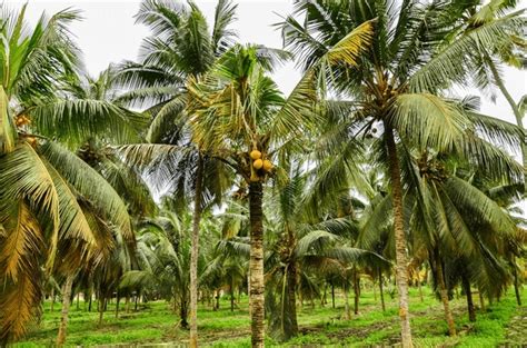 Coconut Farming Green royalty-free images - Shutterstock - raincitystudios.com