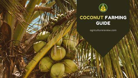 Coconut Farming Guide To Get Higher Yield - raincitystudios.com