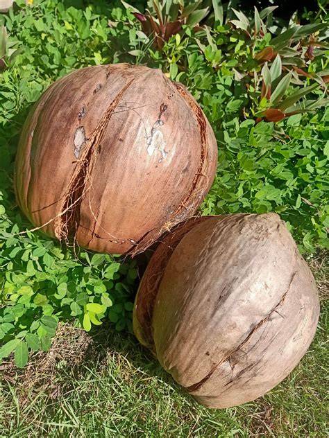 Coconut - raincitystudios.com