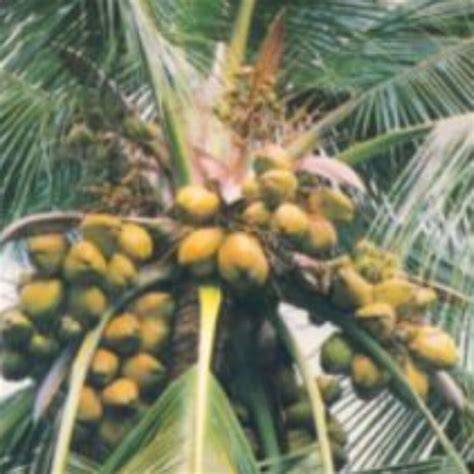 Coconut Varieties – Jay hind Farm - raincitystudios.com
