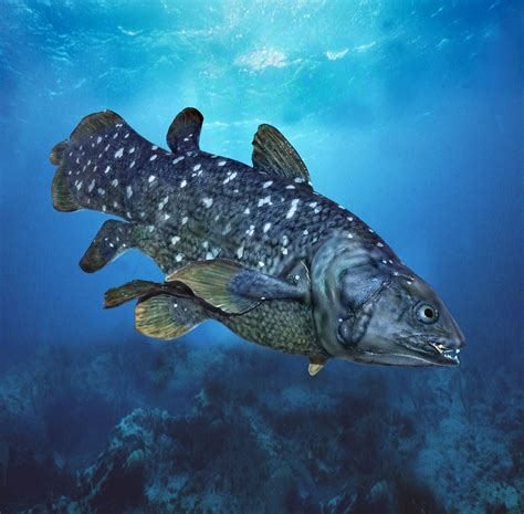 Coelacanth Facts, Pictures & Information: An … - muktibox.com
