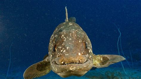 Coelacanth Genes Mapped, "Living Fossil" Evolved Slowly - muktibox.com