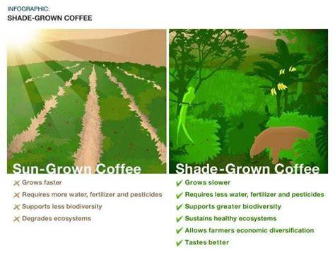Coffee Growing and Harvesting: Shade vs. Sun - raincitystudios.com