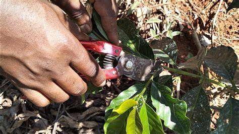 COFFEE PRUNING - raincitystudios.com