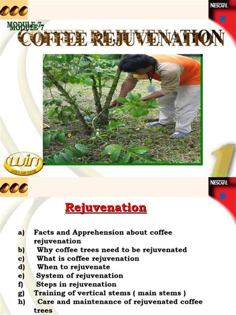 Coffee rejuvenation, key to improve farm yield - raincitystudios.com