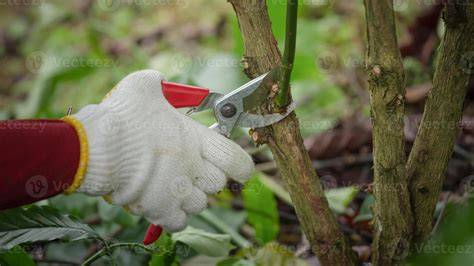 Coffee Tree Pruning & Stumping Guide | PDF | Pruning … - raincitystudios.com