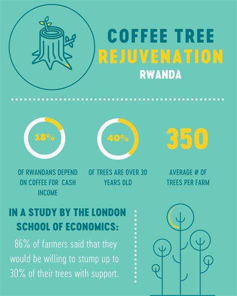 Coffee Tree Rejuvenation in Rwanda - Sucafina - raincitystudios.com