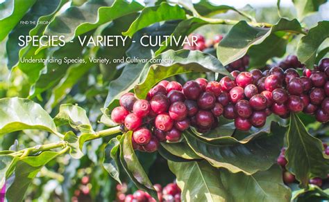 Coffee Varieties and Cultivation Guide | PDF | Coffee | Pruning - raincitystudios.com