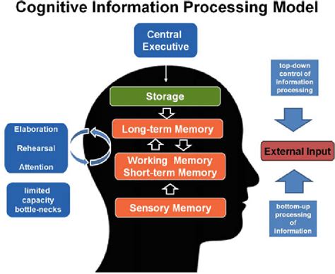 Cognitive Psychology Brain Information Processing Diagram - muktibox.com