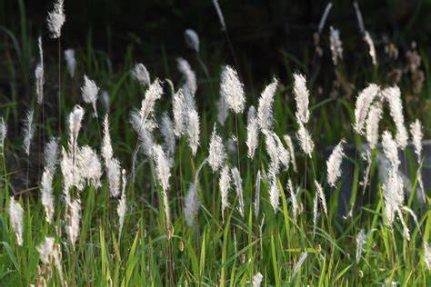 Cogon Grass (Imperata cylindrica) - InsightWeeds - raincitystudios.com