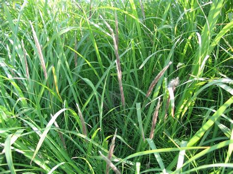 cogongrass: Imperata cylindrica (Cyperales: Poaceae): Invasive Plant ... - raincitystudios.com