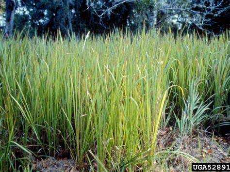 Cogongrass | National Invasive Species Information … - raincitystudios.com