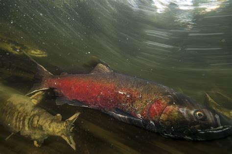 COHO SALMON Oncorhynchus kisutch - Wisconsin …