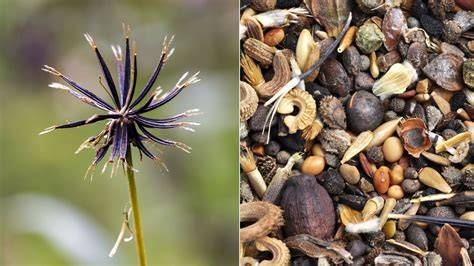 Collecting and Sowing Wildflower Seeds - Laidback … - raincitystudios.com