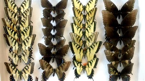 Collecting biological specimens essential to science and conservation - muktibox.com