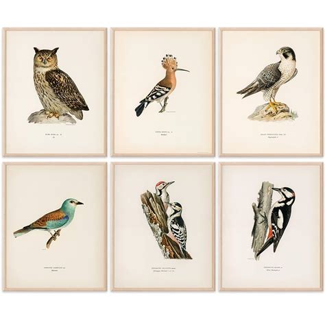 Collecting bird prints - Homes and Antiques - muktibox.com